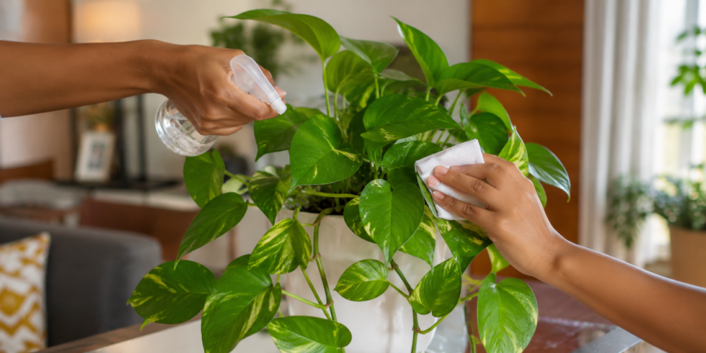 money plant